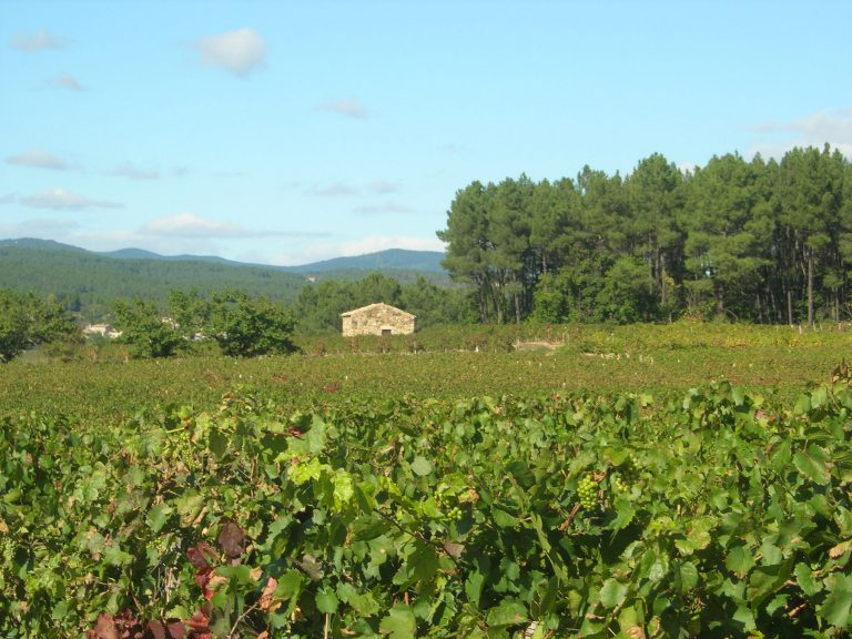 rosieres-vignes